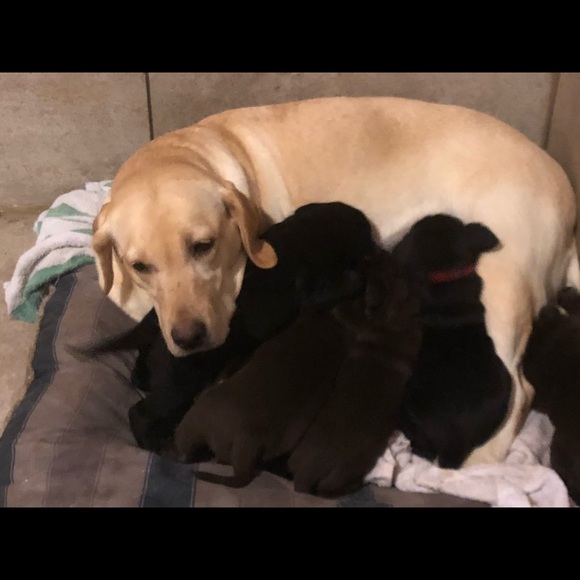 A girl puppies are  almost sold! - Picture 2 of 4